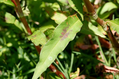 Persicaria decipiens