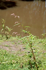 Persicaria decipiens