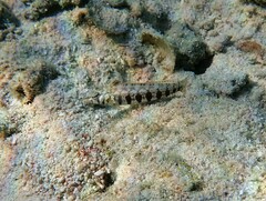 Parapercis australis