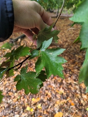 Torminalis glaberrima