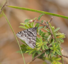Dichromodes ainaria