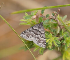 Dichromodes ainaria
