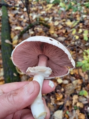 Agaricus sylvaticus