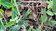 Camponotus compressus