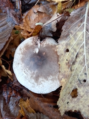 Agaricus sylvaticus