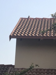 Upupa epops africana