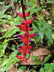 Balanophora laxiflora