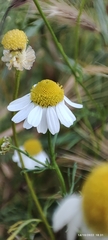 Anthemideae