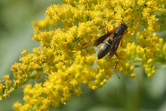 Polistes fuscatus