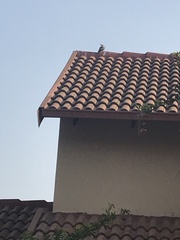 Upupa epops africana