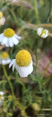 Anthemideae