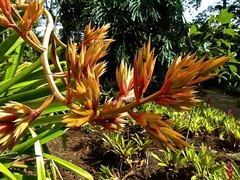 Apeiba tibourbou