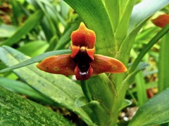 Maxillaria elatior