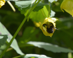 Bombus impatiens