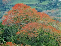 Spathodea campanulata