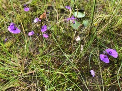 Utricularia beaugleholei