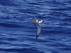 Pterodroma longirostris