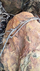 Camponotus compressus