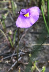 Utricularia beaugleholei