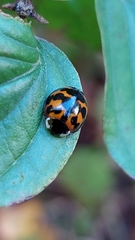 Harmonia axyridis