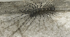 Allothereua maculata