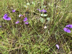 Utricularia beaugleholei