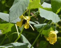 Bombus impatiens