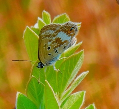 Lepidochrysops swanepoeli