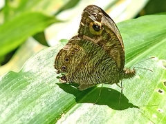 Ypthima fasciata