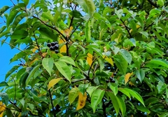 Prunus lusitanica