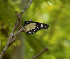 Amauris echeria