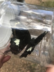 Papilio fuscus