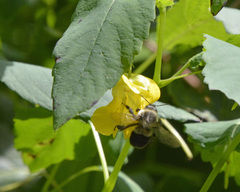 Bombus impatiens