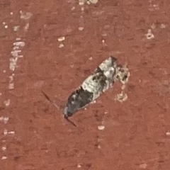 Notocelia rosaecolana