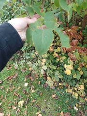 Syringa