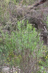 Ixodia achillaeoides