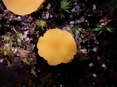 Phaeohelotium baileyanum