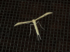 Hellinsia pectodactylus