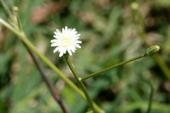 Hypochaeris albiflora