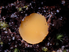 Phaeohelotium baileyanum