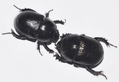 Geotrupes ibericus