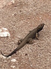 Pogona vitticeps