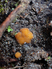 Phaeohelotium baileyanum