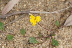 Goodenia lanata