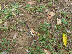 Hystrix africaeaustralis