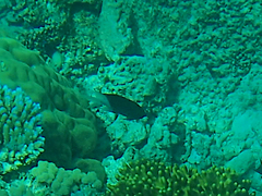 Acanthochromis polyacanthus