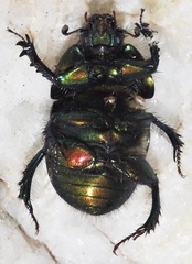 Geotrupes ibericus