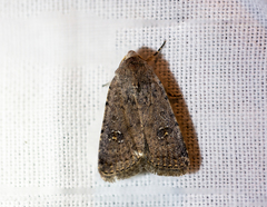 Caradrina clavipalpis