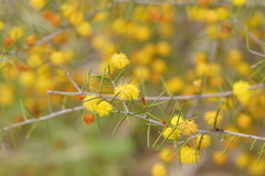 Acacia brownii