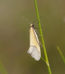 Philobota arabella